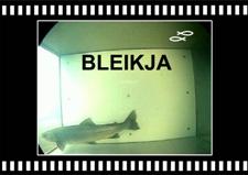 Bleikja-Arctic-Charr-Tungulaekur-Copyright-Laxfiskar.is-225x159