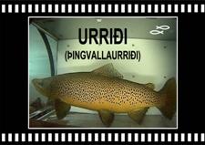 Urriði hrygna hængur Brown trout Oxara Lake Thingvallavatn Copyright Laxfiskar