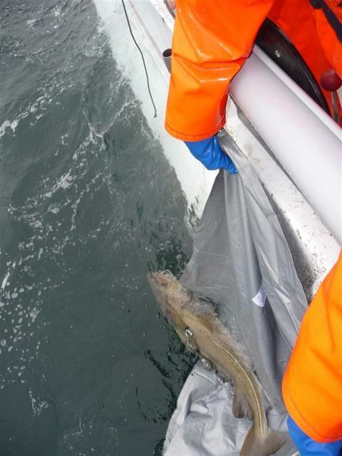 Pop-up_2012_Iceland_Cod_Project-Copyright_Laxfiskar.is-8