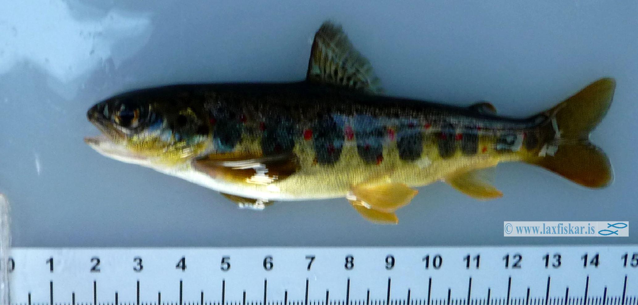 lax_kynthroska_haengseidi_atlantic_salmon_precocious_male-copyright_laxfiskar