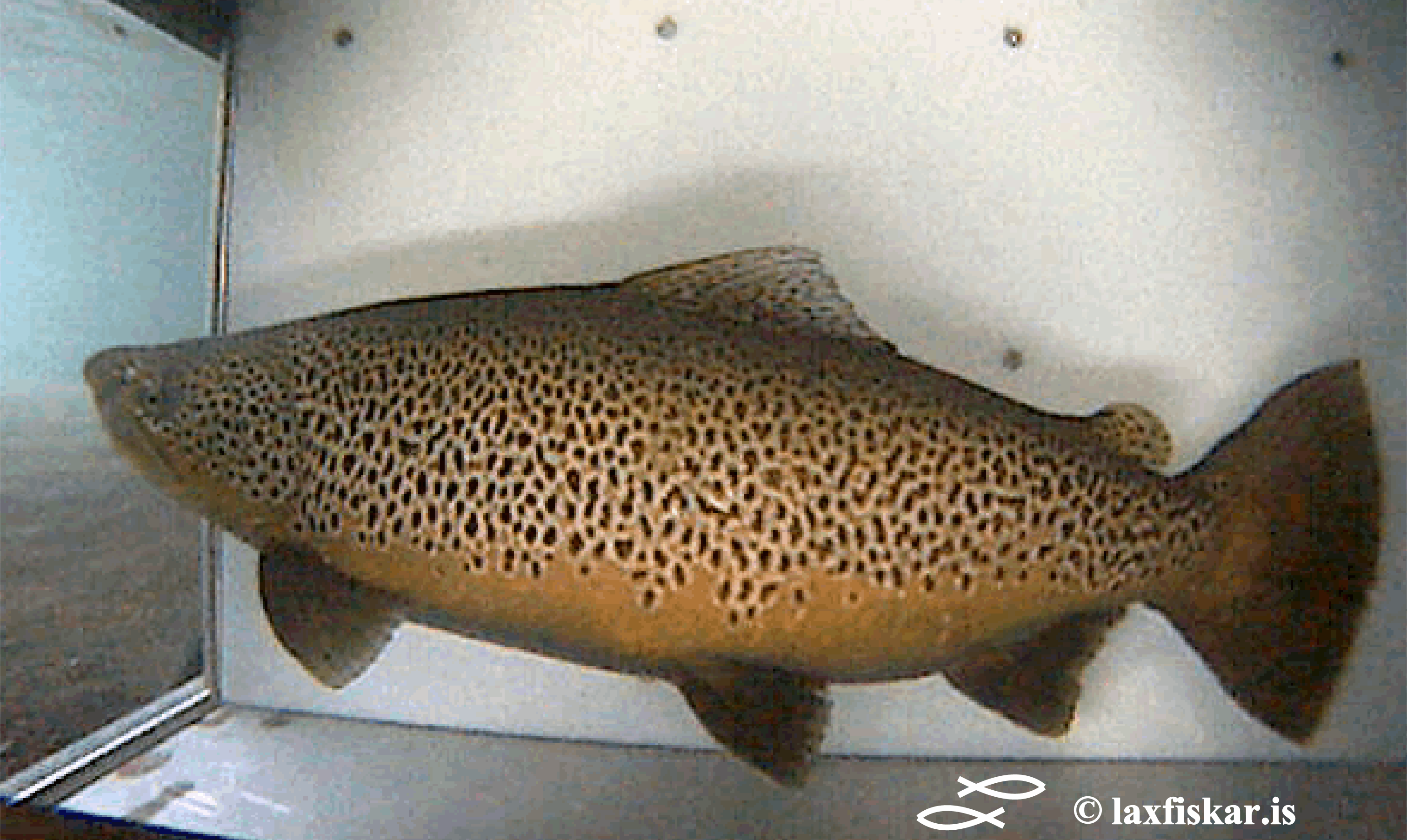 Urridahaengur-Teljari-Oxara-Brown-Trout.Salmo-Trutta.Copyright-Laxfiskar.is Urridahaengur-Teljari-Oxara-Brown-Trout.Salmo-Trutta.Copyright-Laxfiskar.is