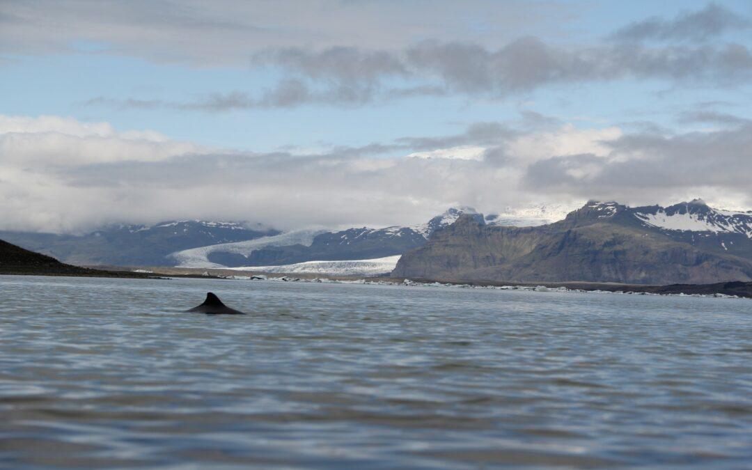 Jökulsárlón – Hnísur inn í landi